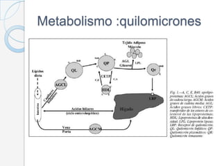 Metabolismo VLDL
 