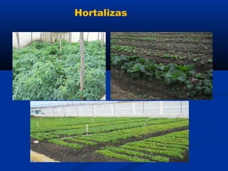 Hortalizas
 