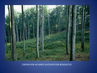 CORTAS POR ACLAREO SUCESIVO POR BOSQUETES
 