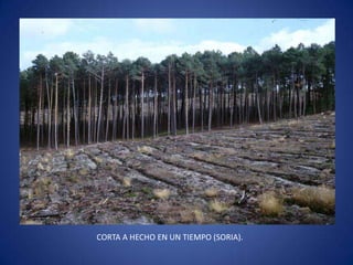 CORTA A HECHO EN UN TIEMPO (SORIA).
 