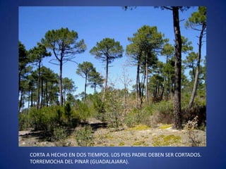 CORTA A HECHO EN DOS TIEMPOS. LOS PIES PADRE DEBEN SER CORTADOS.
TORREMOCHA DEL PINAR (GUADALAJARA).
 