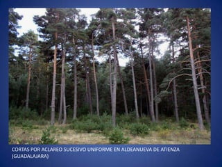 CORTAS POR ACLAREO SUCESIVO UNIFORME EN ALDEANUEVA DE ATIENZA
(GUADALAJARA)
 