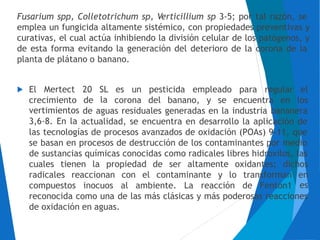 Fusarium spp, Colletotrichum sp, Verticillium sp 3-5; por tal razón, se
emplea un fungicida altamente sistémico, con propiedades preventivas y
curativas, el cual actúa inhibiendo la división celular de los patógenos, y
de esta forma evitando la generación del deterioro de la corona de la
planta de plátano o banano.
El Mertect 20
de
de
SL
la
es un pesticida empleado para regular el
crecimiento
vertimientos
3,6-8. En la
corona del banano, y se encuentra en los
aguas residuales generadas en la industria bananera
actualidad, se encuentra en desarrollo la aplicación de
las tecnologías de procesos avanzados de oxidación (POAs) 9-11, que
se basan en procesos de destrucción de los contaminantes por medio
de sustancias químicas conocidas como radicales libres hidroxilos, las
cuales tienen la propiedad de ser altamente oxidantes; dichos
radicales reaccionan con el contaminante y lo transforman en
escompuestos inocuos al ambiente. La reacción de Fenton1
reconocida como una de las más clásicas y más poderosas reacciones
de oxidación en aguas.
 