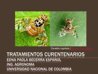 Ceratitis capitata (Diptera: Tephritidae).

TRATAMIENTOS CURENTENARIOS
EDNA PAOLA BECERRA ESPAÑOL
ING. AGRONOMA
UNIVERSIDAD NACIONAL DE COLOMBIA
 