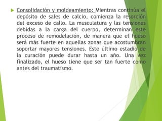 

Consolidación y moldeamiento: Mientras continúa el
depósito de sales de calcio, comienza la resorción
del exceso de callo. La musculatura y las tensiones
debidas a la carga del cuerpo, determinan este
proceso de remodelación, de manera que el hueso
será más fuerte en aquellas zonas que acostumbran
soportar mayores tensiones. Este último estadio de
la curación puede durar hasta un año. Una vez
finalizado, el hueso tiene que ser tan fuerte como
antes del traumatismo.

 