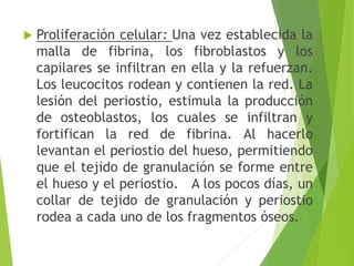 

Proliferación celular: Una vez establecida la
malla de fibrina, los fibroblastos y los
capilares se infiltran en ella y la refuerzan.
Los leucocitos rodean y contienen la red. La
lesión del periostio, estimula la producción
de osteoblastos, los cuales se infiltran y
fortifican la red de fibrina. Al hacerlo
levantan el periostio del hueso, permitiendo
que el tejido de granulación se forme entre
el hueso y el periostio. A los pocos días, un
collar de tejido de granulación y periostio
rodea a cada uno de los fragmentos óseos.

 