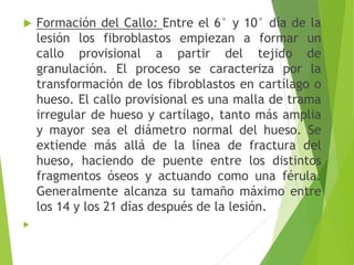 



Formación del Callo: Entre el 6° y 10° día de la
lesión los fibroblastos empiezan a formar un
callo provisional a partir del tejido de
granulación. El proceso se caracteriza por la
transformación de los fibroblastos en cartílago o
hueso. El callo provisional es una malla de trama
irregular de hueso y cartílago, tanto más amplia
y mayor sea el diámetro normal del hueso. Se
extiende más allá de la línea de fractura del
hueso, haciendo de puente entre los distintos
fragmentos óseos y actuando como una férula.
Generalmente alcanza su tamaño máximo entre
los 14 y los 21 días después de la lesión.

 
