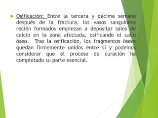 

Osificación: Entre la tercera y décima semana
después de la fractura, los vasos sanguíneos
recién formados empiezan a depositar sales de
calcio en la zona afectada, osificando el callo
óseo. Tras la osificación, los fragmentos óseos
quedan firmemente unidos entre sí y podemos
considerar que el proceso de curación ha
completado su parte esencial.

 
