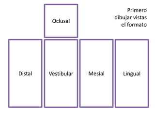 Vestibular Mesial LingualDistal
Oclusal
Primero
dibujar vistas
el formato
 