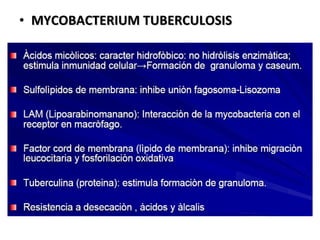 MYCOBACTERIUM TUBERCULOSIS 