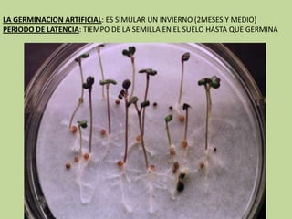 LA GERMINACION ARTIFICIAL: ES SIMULAR UN INVIERNO (2MESES Y MEDIO)
PERIODO DE LATENCIA: TIEMPO DE LA SEMILLA EN EL SUELO HASTA QUE GERMINA
 