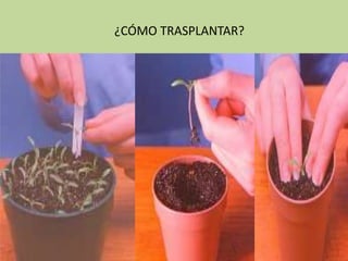 ¿CÓMO TRASPLANTAR?
 
