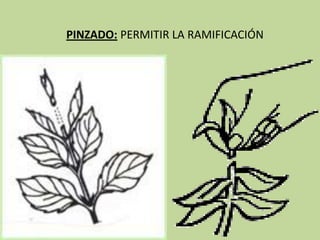 PINZADO: PERMITIR LA RAMIFICACIÓN
 