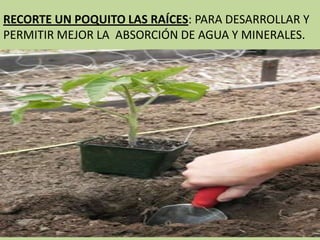 RECORTE UN POQUITO LAS RAÍCES: PARA DESARROLLAR Y
PERMITIR MEJOR LA ABSORCIÓN DE AGUA Y MINERALES.
 