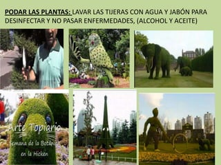 PODAR LAS PLANTAS: LAVAR LAS TIJERAS CON AGUA Y JABÓN PARA
DESINFECTAR Y NO PASAR ENFERMEDADES, (ALCOHOL Y ACEITE)
 