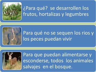 ¿Para qué? se desarrollen los
frutos, hortalizas y legumbres


Para qué no se sequen los rios y
los peces puedan vivir

Para que puedan alimentarse y
esconderse, todos los animales
salvajes en el bosque.
 
