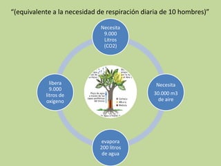 “(equivalente a la necesidad de respiración diaria de 10 hombres)”

                             Necesita
                              9.000
                              Litros
                              (CO2)




             libera                             Necesita
             9.000
           litros de                           30.000 m3
           oxígeno                               de aire




                             evapora
                             200 litros
                              de agua
 