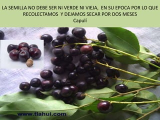 LA SEMILLA NO DEBE SER NI VERDE NI VIEJA, EN SU EPOCA POR LO QUE
         RECOLECTAMOS Y DEJAMOS SECAR POR DOS MESES
                             Capulí
 