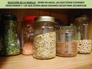SELECCIÓN DE LA SEMILLA: 24HRS EN AGUA, LAS QUE ESTAN FLOTANDO
DESECHAMOS Y LAS QUE ESTAN ABAJO DEJAMOS SECAR PARA ESCARIFICAR
 