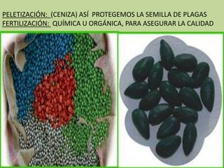 PELETIZACIÓN: (CENIZA) ASÍ PROTEGEMOS LA SEMILLA DE PLAGAS
FERTILIZACIÓN: QUÍMICA U ORGÁNICA, PARA ASEGURAR LA CALIDAD
 