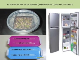 ESTRATIFICACIÓN DE LA SEMILLA (ARENA DE RIO) CLIMA FRIO-CALIENTE
 