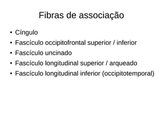 Fibras de associação
● Cíngulo
● Fascículo occipitofrontal superior / inferior
● Fascículo uncinado
● Fascículo longitudinal superior / arqueado
● Fascículo longitudinal inferior (occipitotemporal)
 