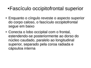 ●Fascículo occipitofrontal superior
● Enquanto o cíngulo reveste o aspecto superior
do corpo caloso, o fascículo occipitofrontal
segue em baixo
● Conecta o lobo occipital com o frontal,
estendendo-se posteriormente ao dorso do
núcleo caudado, paralelo ao longitudinal
superior, separado pela coroa radiada e
cápsuloa interna
 