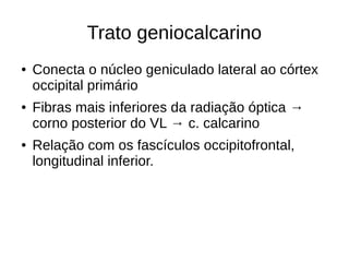 Trato geniocalcarino
● Conecta o núcleo geniculado lateral ao córtex
occipital primário
● Fibras mais inferiores da radiação óptica →
corno posterior do VL → c. calcarino
● Relação com os fascículos occipitofrontal,
longitudinal inferior.
 