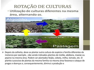  Depois da colheita, deve-se plantar outra cultura de espécie e família diferentes da
melancia por exemplo , não sendo indicados plantios de melão, abóbora, maxixe ou
pepino na mesma área. Podem ser plantados feijão, cebola, milho, tomate, etc. O
plantio sucessivo de plantas da mesma família na mesma área favorece o ataque de
pragas e doenças e, consequentemente, diminui a produção e
 