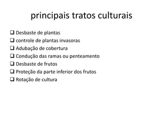 principais tratos culturais
 Desbaste de plantas
 controle de plantas invasoras
 Adubação de cobertura
 Condução das ramas ou penteamento
 Desbaste de frutos
 Proteção da parte inferior dos frutos
 Rotação de cultura
 