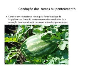 Condução das ramas ou penteamento
 Consiste em se afastar as ramas para fora dos sulcos de
irrigação e das faixas do terreno reservados ao trânsito. Esta
operação deve ser feita até três vezes antes do vigamento dos
frutos.
 