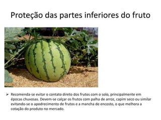 Proteção das partes inferiores do fruto
 Recomenda-se evitar o contato direto dos frutos com o solo, principalmente em
épocas chuvosas. Devem-se calçar os frutos com palha de arroz, capim seco ou similar
evitando-se o apodrecimento de frutos e a mancha de encosto, o que melhora a
cotação do produto no mercado.
 