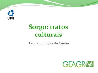 Leonardo Lopes da Cunha
Sorgo: tratos
culturais
 