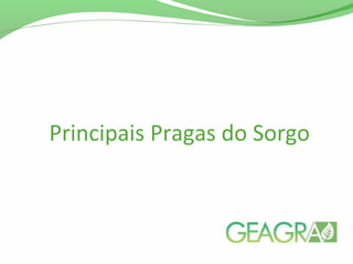 Principais Pragas do Sorgo
 