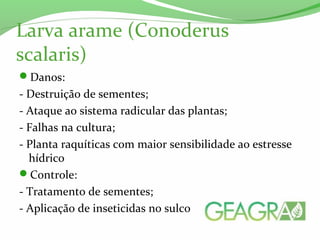 Larva arame (Conoderus
scalaris)
Danos:
- Destruição de sementes;
- Ataque ao sistema radicular das plantas;
- Falhas na cultura;
- Planta raquíticas com maior sensibilidade ao estresse
hídrico
Controle:
- Tratamento de sementes;
- Aplicação de inseticidas no sulco
 