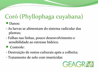 Coró (Phyllophaga cuyabana)
Danos:
- As larvas se alimentam do sistema radicular das
plantas;
- Falhas nas linhas, pouco desenvolvimento e
sensibilidade ao estresse hídrico.
 Controle:
- Destruição de restos culturais após a colheita;
- Tratamento de solo com inseticidas
 