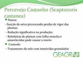 Percevejo Castanho (Scaptocoris
castanea)
Danos:
- Sucção de seiva provocando perdas de vigor das
plantas;
- Redução significativa na produção;
- Reboleiras de plantas com folha murcha e
amarelecidas pode causar a morte.
 Controle:
- Tratamento de solo com inseticidas granulados
 