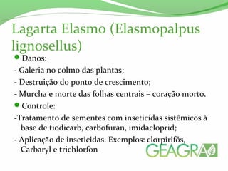 Lagarta Elasmo (Elasmopalpus
lignosellus)
Danos:
- Galeria no colmo das plantas;
- Destruição do ponto de crescimento;
- Murcha e morte das folhas centrais – coração morto.
Controle:
-Tratamento de sementes com inseticidas sistêmicos à
base de tiodicarb, carbofuran, imidacloprid;
- Aplicação de inseticidas. Exemplos: clorpirifós,
Carbaryl e trichlorfon
 