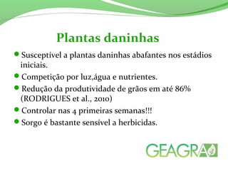 Susceptível a plantas daninhas abafantes nos estádios
iniciais.
Competição por luz,água e nutrientes.
Redução da produtividade de grãos em até 86%
(RODRIGUES et al., 2010)
Controlar nas 4 primeiras semanas!!!
Sorgo é bastante sensível a herbicidas.
Plantas daninhas
 