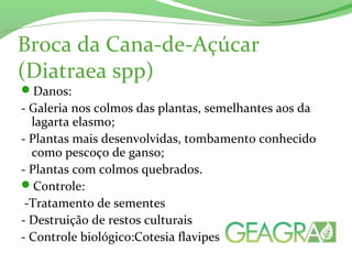 Broca da Cana-de-Açúcar
(Diatraea spp)
Danos:
- Galeria nos colmos das plantas, semelhantes aos da
lagarta elasmo;
- Plantas mais desenvolvidas, tombamento conhecido
como pescoço de ganso;
- Plantas com colmos quebrados.
Controle:
-Tratamento de sementes
- Destruição de restos culturais
- Controle biológico:Cotesia flavipes
 