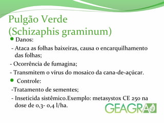Pulgão Verde
(Schizaphis graminum)
Danos:
- Ataca as folhas baixeiras, causa o encarquilhamento
das folhas;
- Ocorrência de fumagina;
- Transmitem o vírus do mosaico da cana-de-açúcar.
 Controle:
-Tratamento de sementes;
- Inseticida sistêmico.Exemplo: metasystox CE 250 na
dose de 0,3- 0,4 l/ha.
 