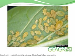 Fonte:http://www.agrolink.com.br/agricultura/problemas/busca/pulgao-verde_327.html
 