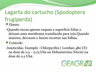 Lagarta do cartucho (Spodoptera
frugiperda)
Danos:
-Quando novas,apenas raspam a superfície foliar e
deixam uma membrana translúcida para trás.Quando
maiores, devoram e fazem recortes nas folhas.
Controle:
-Inseticidas. Exemplo : Chlorpyrifos ( Lorsban 480 CE)
na dose de 0,5 – 0,75 l/ha ou Deltametrina (Decis) na
dose de 0,2 l/há.
 