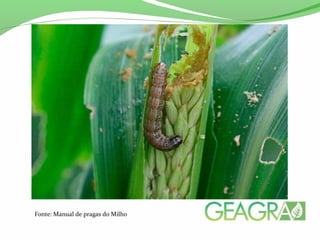 Fonte: Manual de pragas do Milho
 