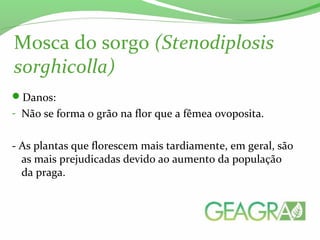 Mosca do sorgo (Stenodiplosis
sorghicolla)
Danos:
- Não se forma o grão na flor que a fêmea ovoposita.
- As plantas que florescem mais tardiamente, em geral, são
as mais prejudicadas devido ao aumento da população
da praga.
 