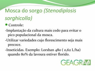 Mosca do sorgo (Stenodiplosis
sorghicolla)
Controle:
-Implantação da cultura mais cedo para evitar o
pico populacional da mosca.
-Utilizar variedades cujo florescimento seja mais
precoce.
-Inseticidas. Exemplo: Lorsban 480 ( 0,62 L/ha)
quando 80% da lavoura estiver florido.
 