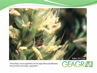 Fonte:http://www.agrolink.com.br/agricultura/problemas/
busca/mosca-do-sorgo_2544.html
 