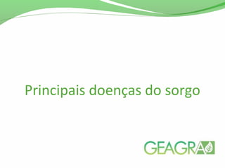 Principais doenças do sorgo
 