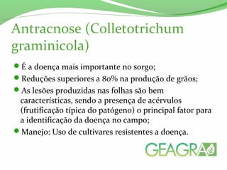 Antracnose (Colletotrichum
graminicola)
É a doença mais importante no sorgo;
Reduções superiores a 80% na produção de grãos;
As lesões produzidas nas folhas são bem
características, sendo a presença de acérvulos
(frutificação típica do patógeno) o principal fator para
a identificação da doença no campo;
Manejo: Uso de cultivares resistentes a doença.
 