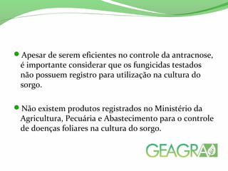 Apesar de serem eficientes no controle da antracnose,
é importante considerar que os fungicidas testados
não possuem registro para utilização na cultura do
sorgo.
Não existem produtos registrados no Ministério da
Agricultura, Pecuária e Abastecimento para o controle
de doenças foliares na cultura do sorgo.
 